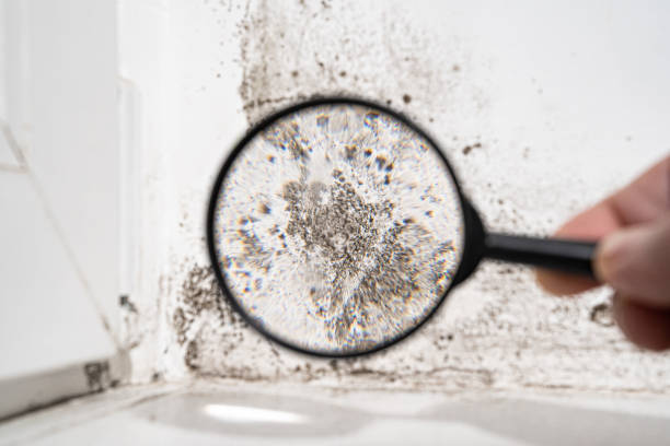 Best Mold Damage Restoration  in Penn Estates, PA