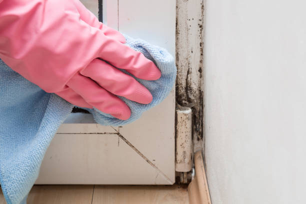 Why You Should Choose Our Mold Remediation Services in Penn Estates, PA